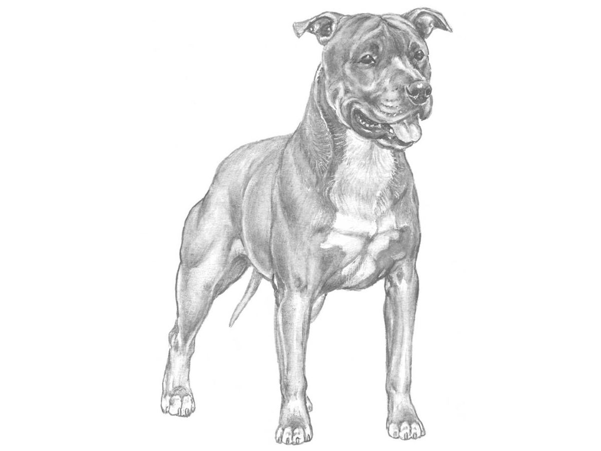 Illustration för hundrasen American staffordshire terrier
