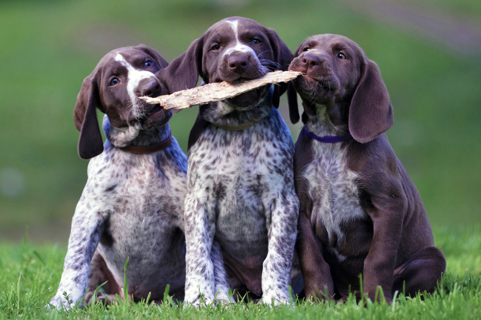 Tre hundvalpar tuggar på en träbit