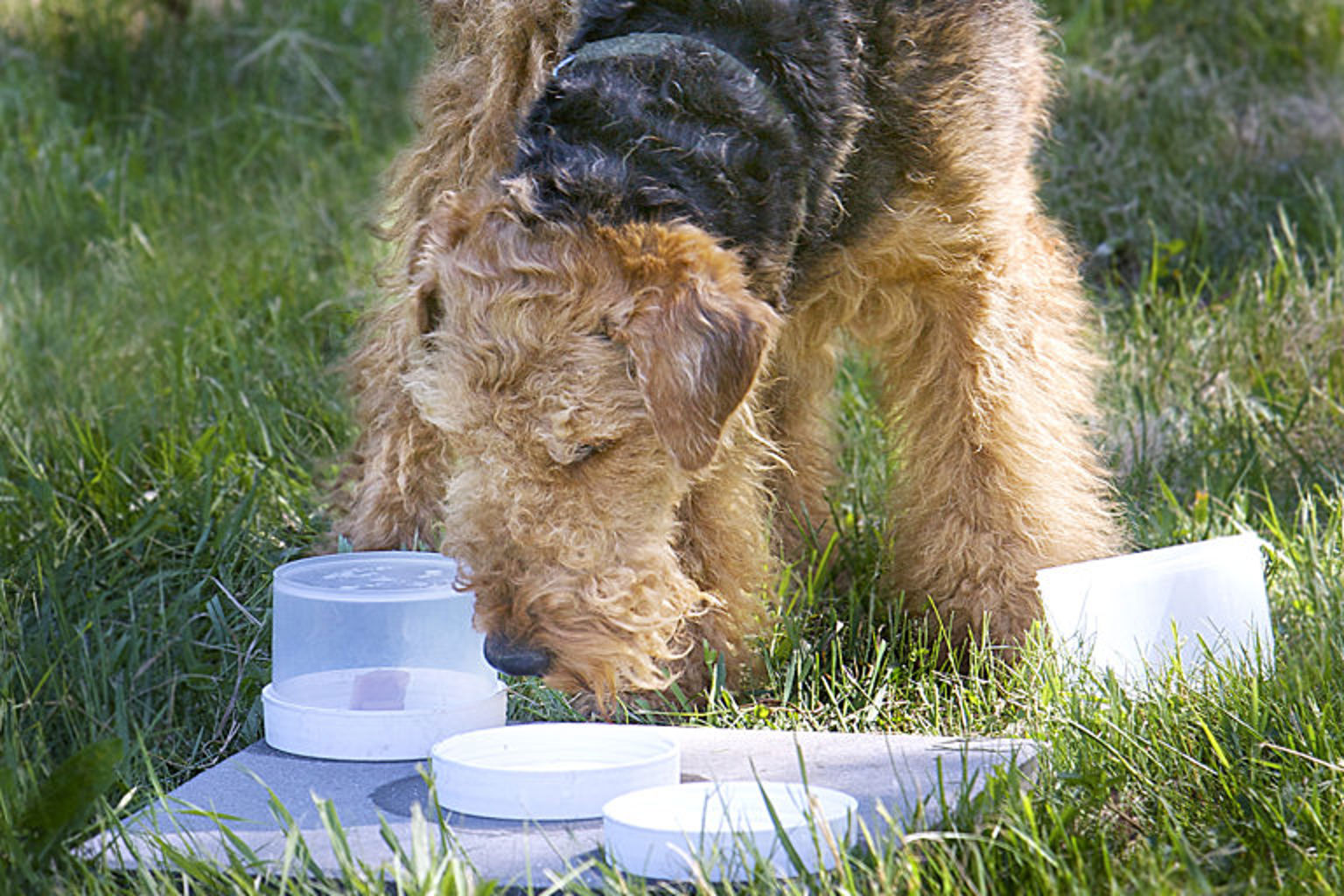 Airedale terrier sniffing treats during a behavioral assessment