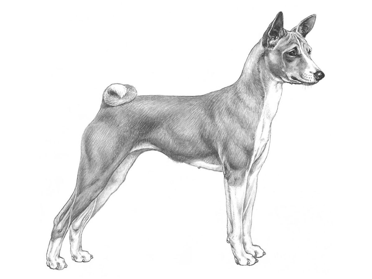 Illustration av hundrasen Basenji