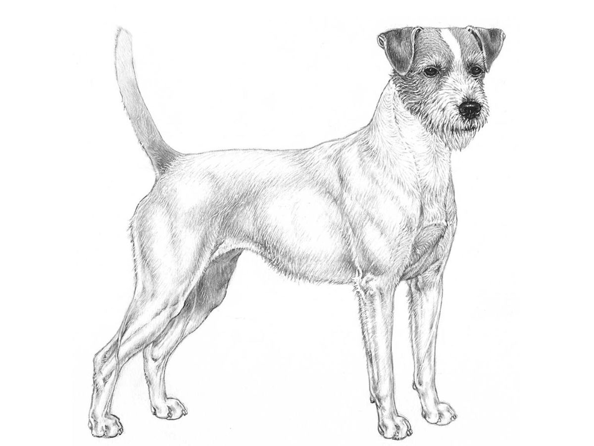 Illustration av hundrasen Parson russell terrier