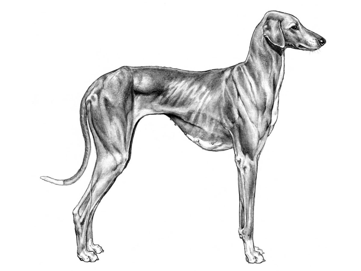 Illustration av hundrasen azawakh