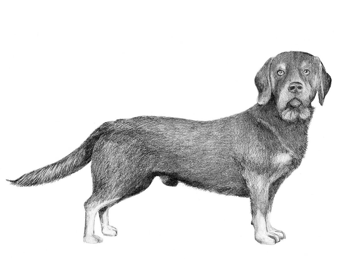 Illustration av hundrasen alpenländische dachsbracke