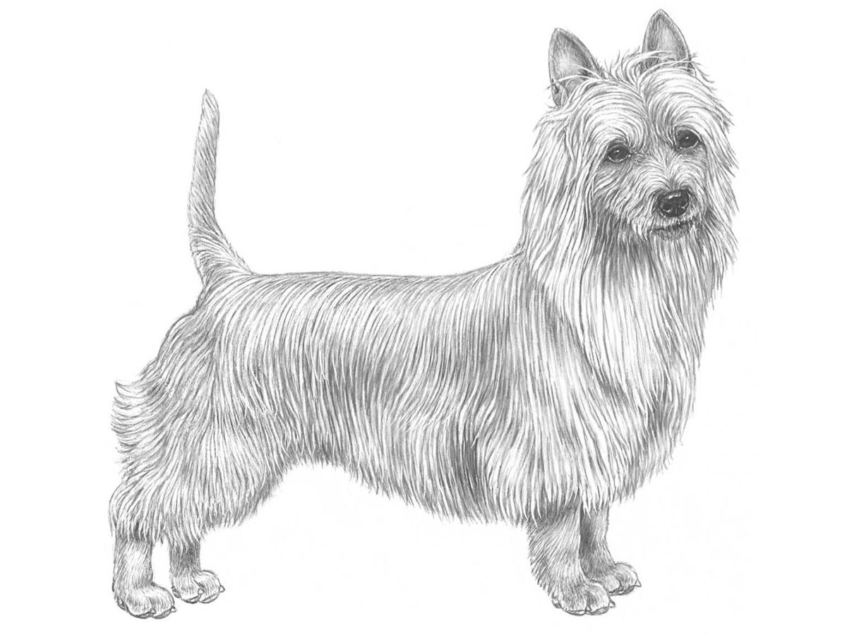 Illustration för hundrasen Australisk terrier