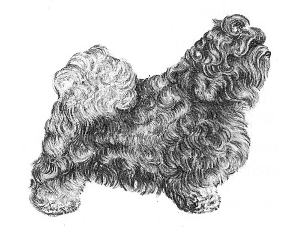Illustration av hundrasen russkaja tsvetnaja bolonka