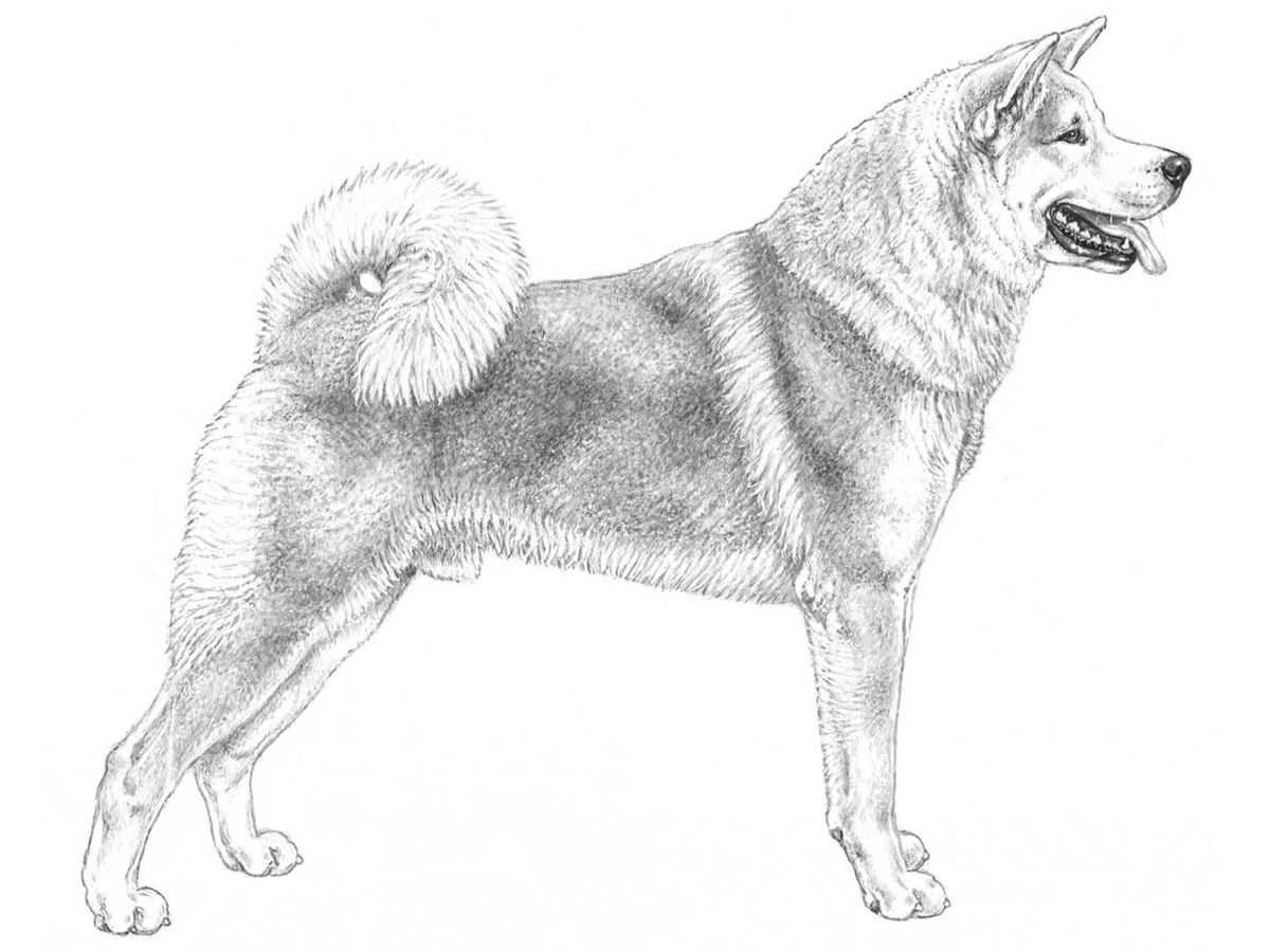 Illustration av hundrasen Akita