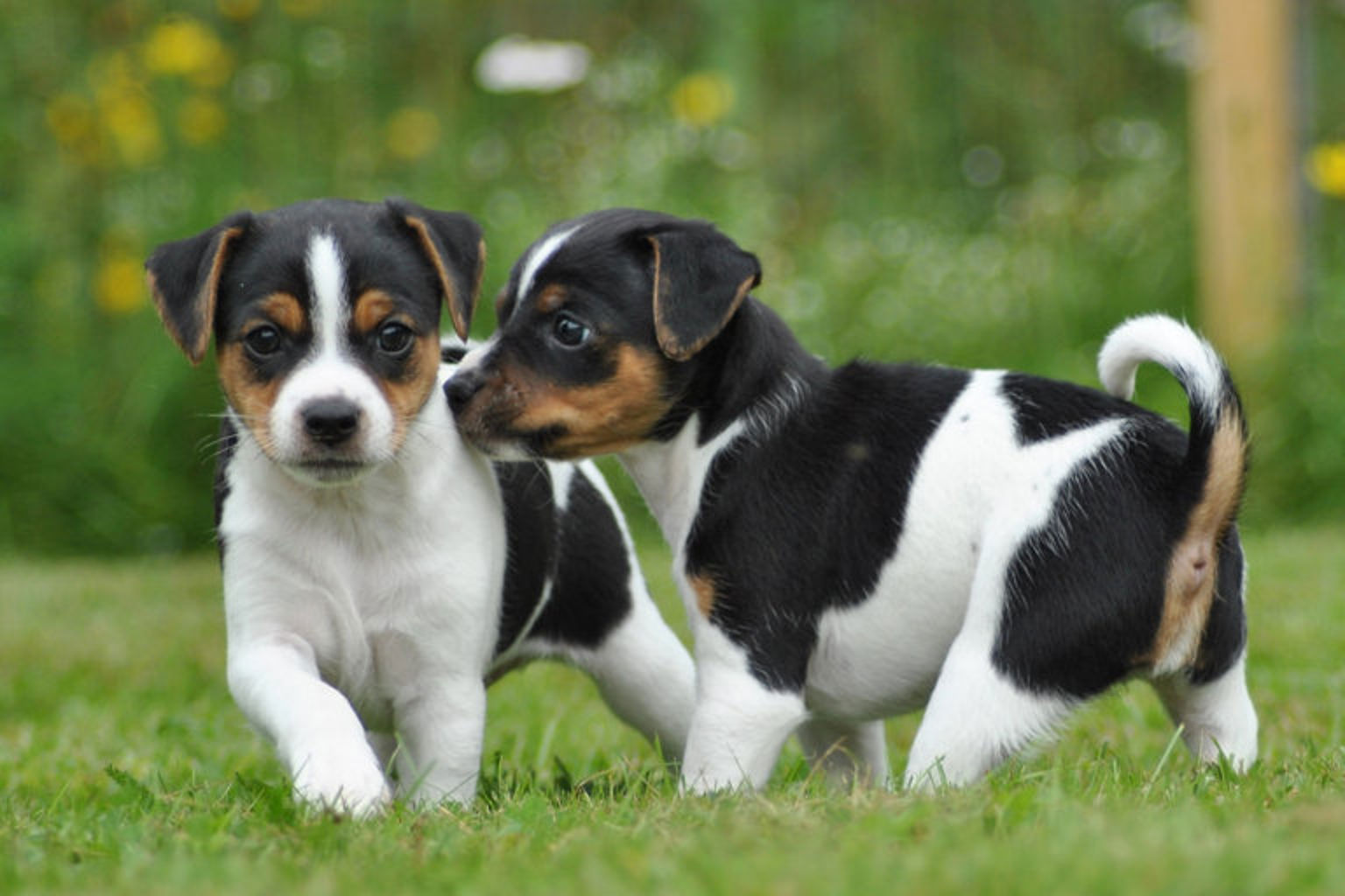 Two danish swedish farm dog puppies outside on the lawn