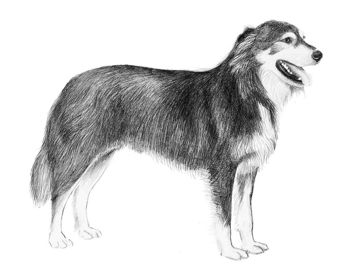 Illustration av hundrasen aidi