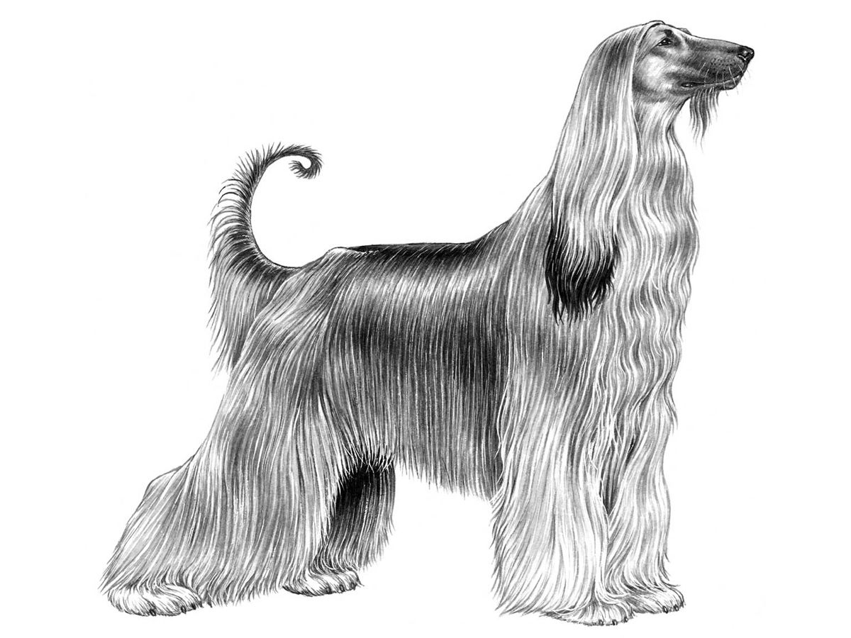 Illustration av hundrasen afghanhund