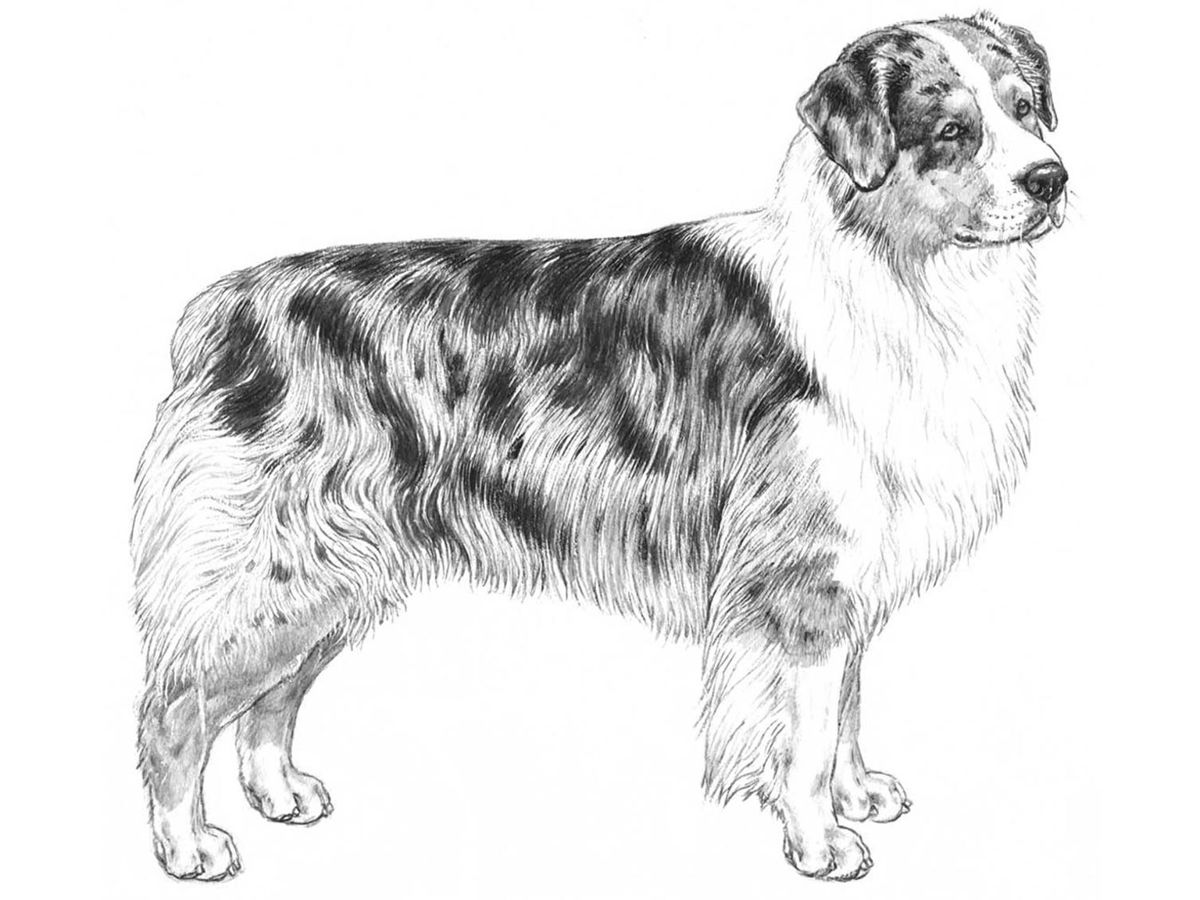 Illustration av hundrasen australian shepherd