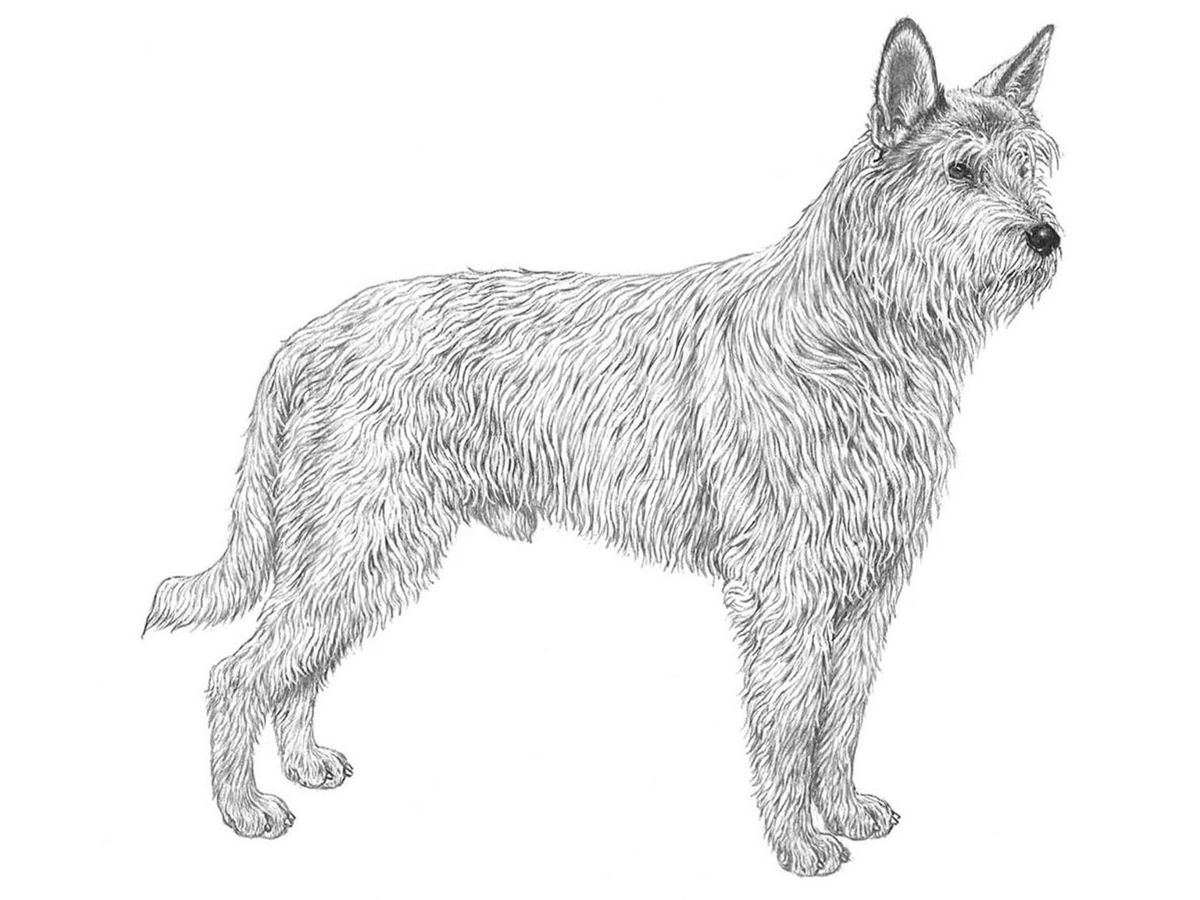 Illustration av hundrasen berger picard