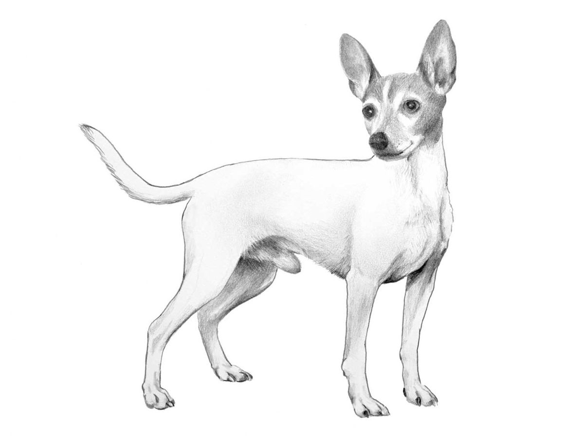 Illustration för hundrasen american toy fox terrier