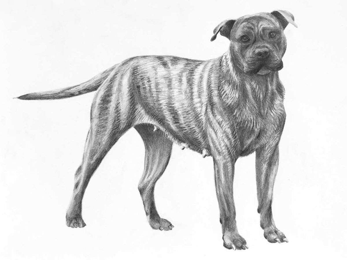 Illustration av hundrasen presa canario