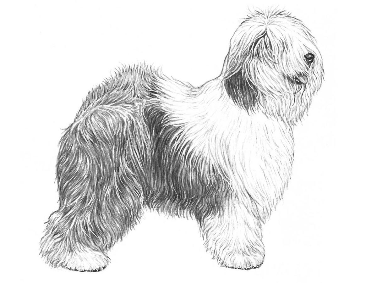 Illustration för hundrasen Old english sheepdog