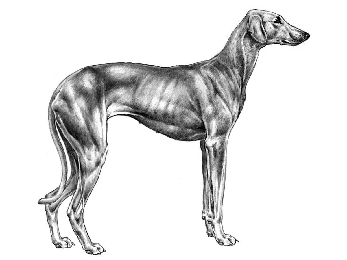 Illustration av hundrasen sloughi