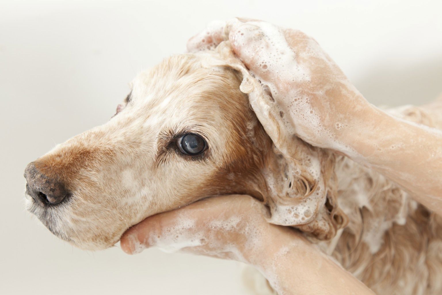 Hund tvättas av sin ägare