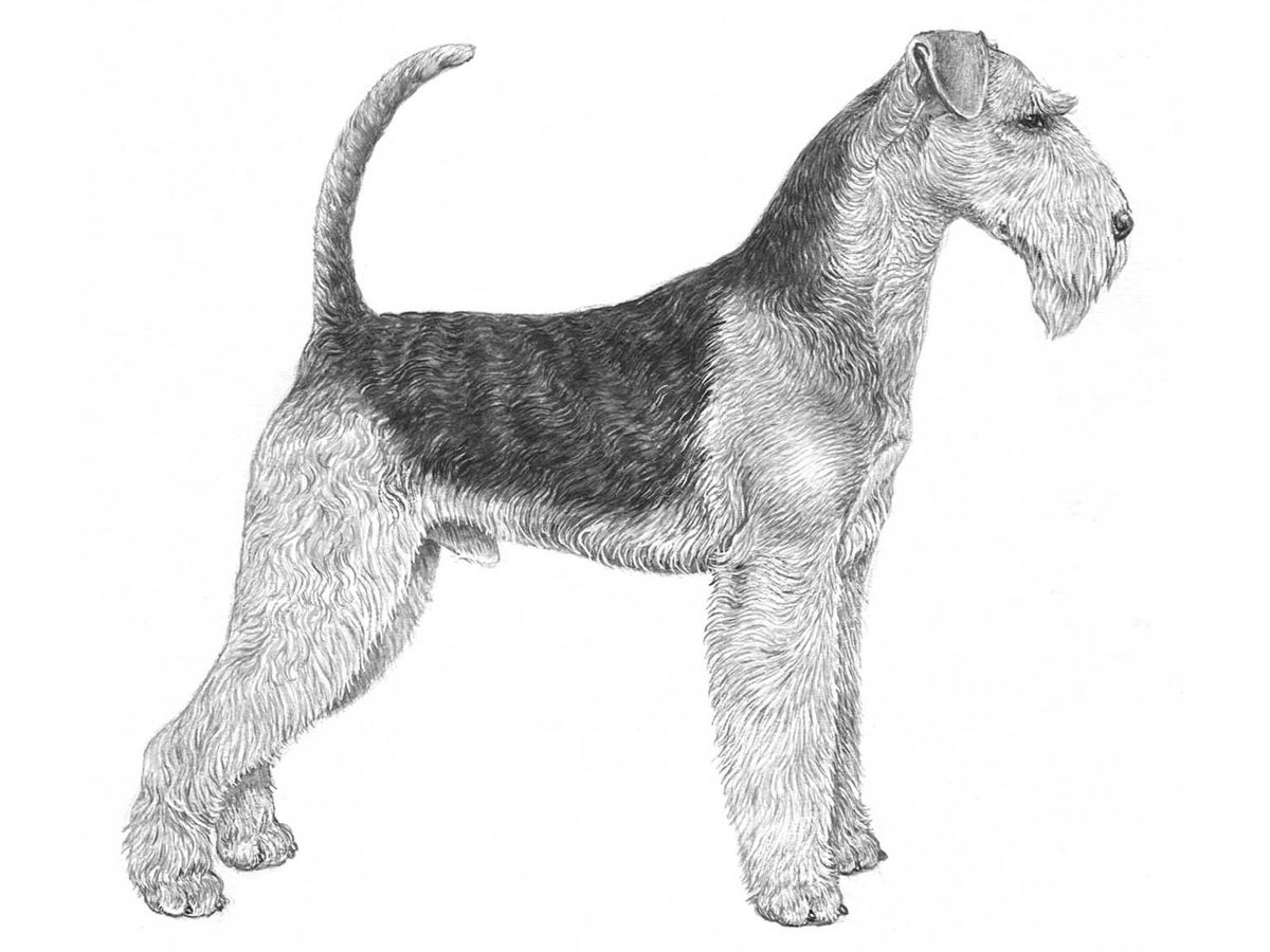 Illustration för hundrasen Airedaleterrier