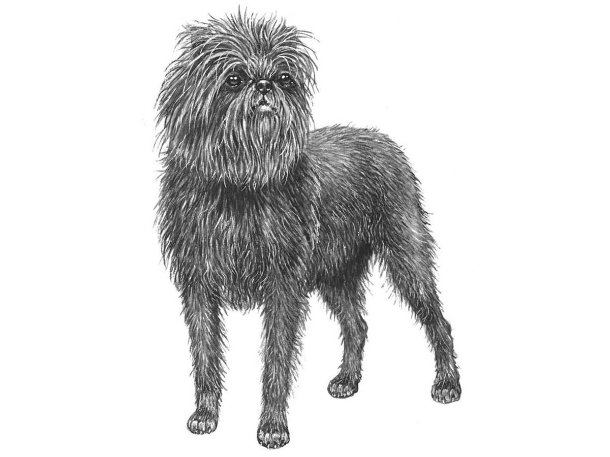 Illustration av hundrasen affenpinscher