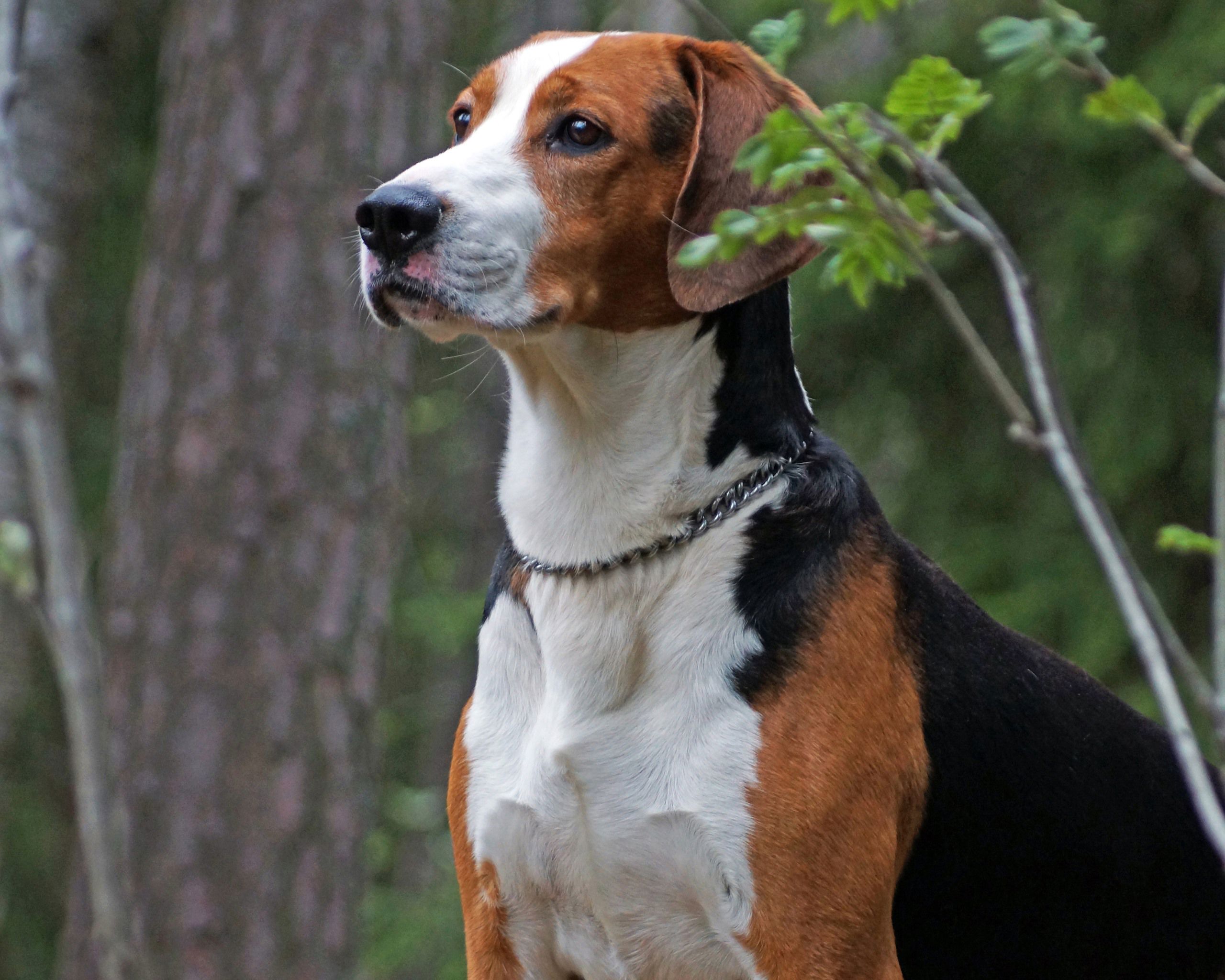 Portrait image of a hamilton hound.