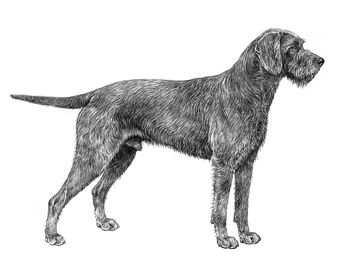 Illustration av hundrasen pudelpointer