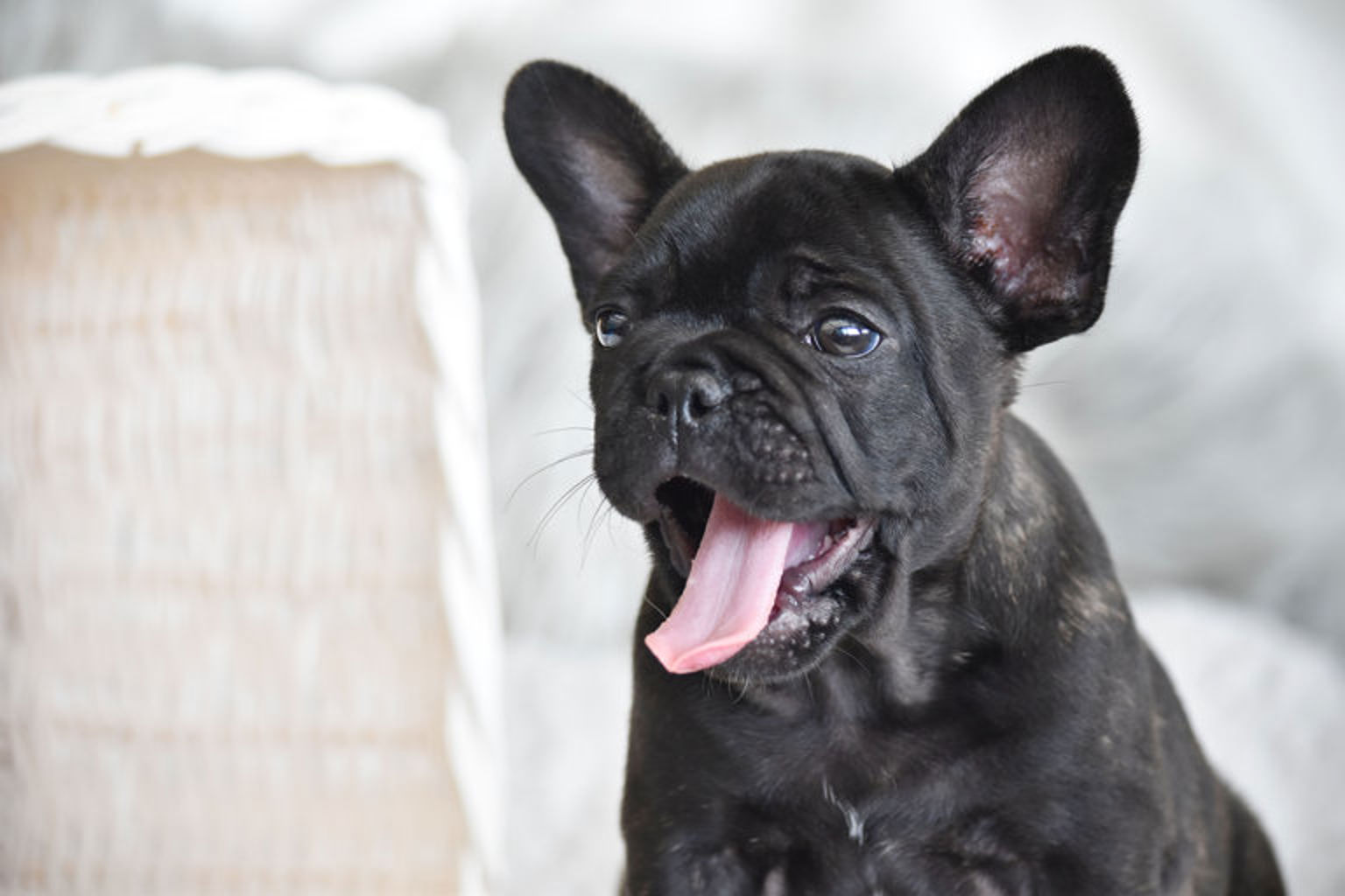 French bulldogg puppy yawning