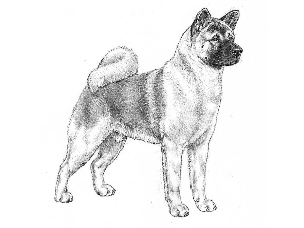 Illustration av hundrasen American akita