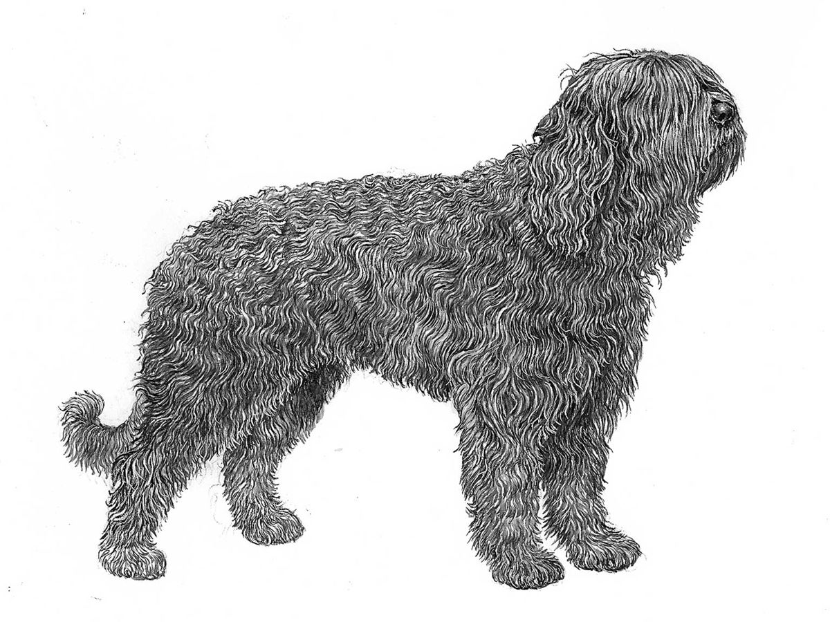 Illustration av hundrasen barbet