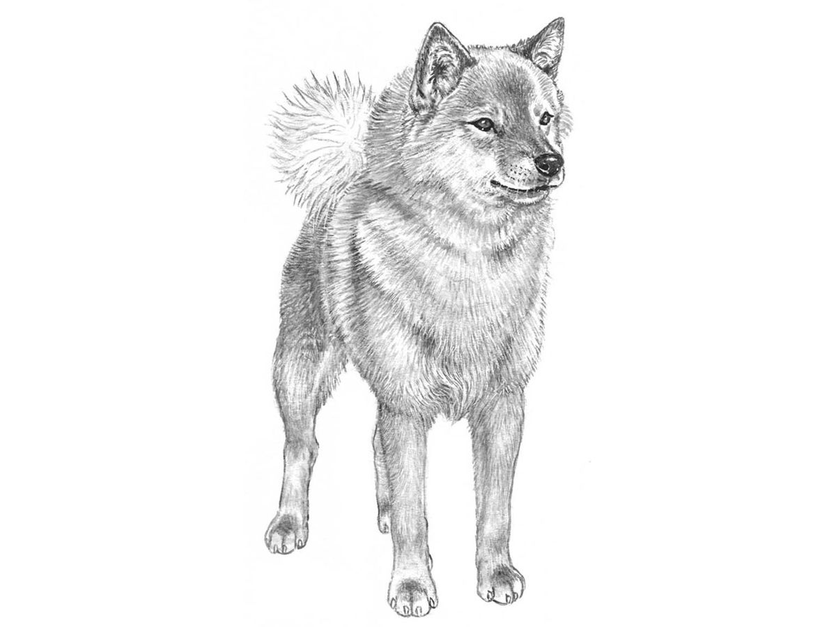 Illustration av hundrasen Finsk spets