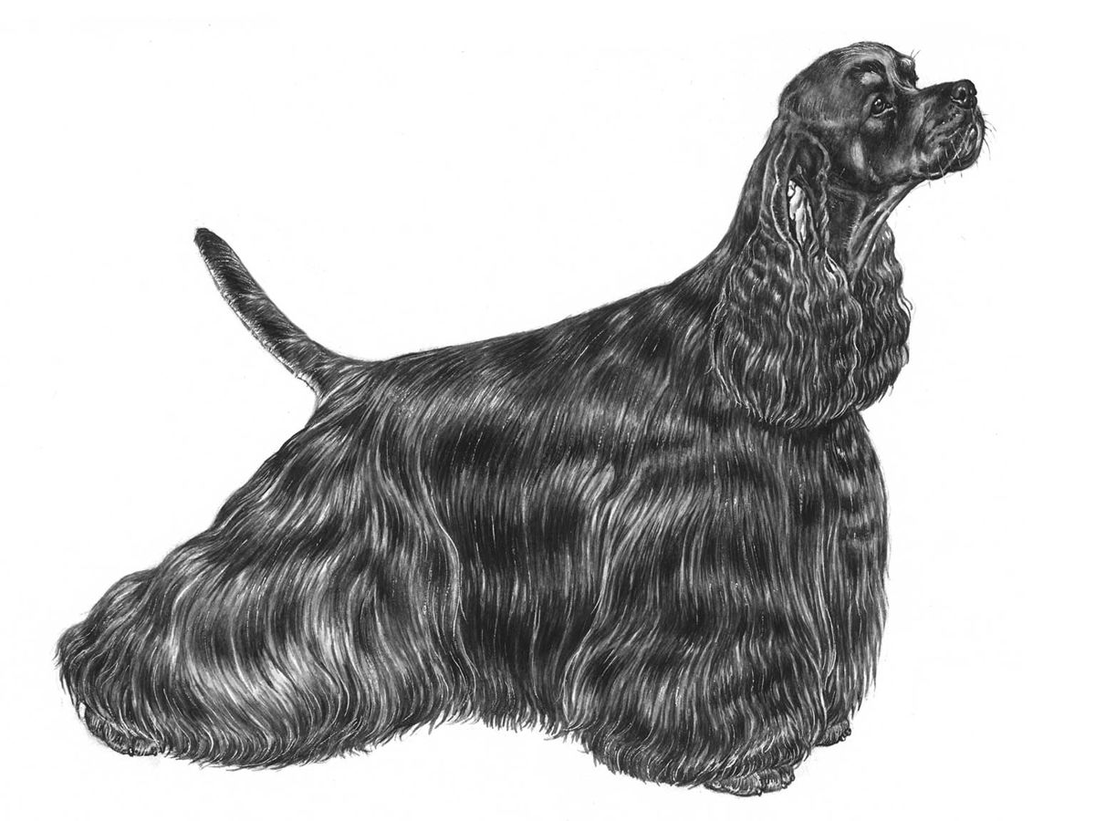 Illustration av hundrasen amerikansk cocker spaniel