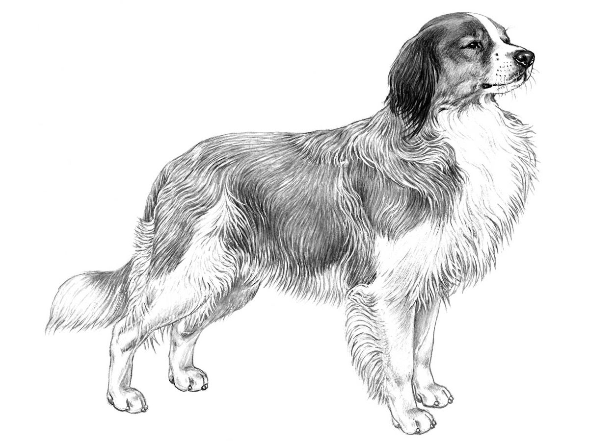 Illustration av hundrasen nederlandse kooikerhondje