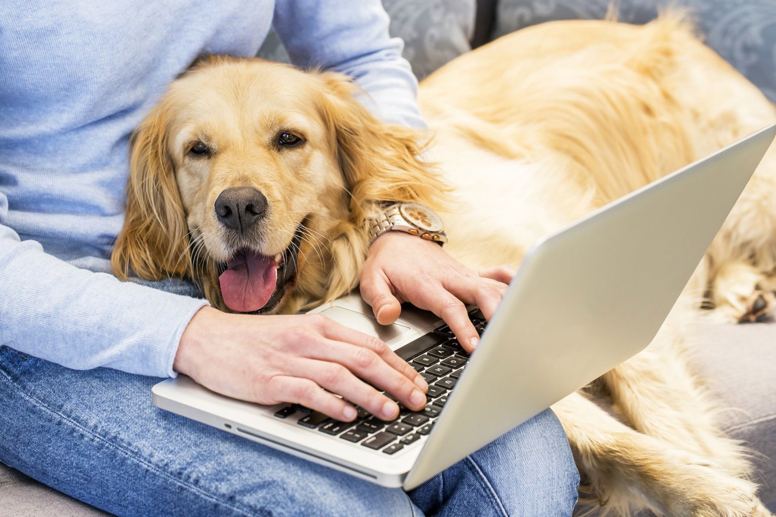 Kvinna sitter och skriver på laptop med en hund i sitt knä