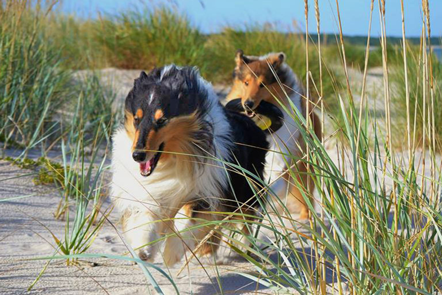 Två hundar springer på en strand