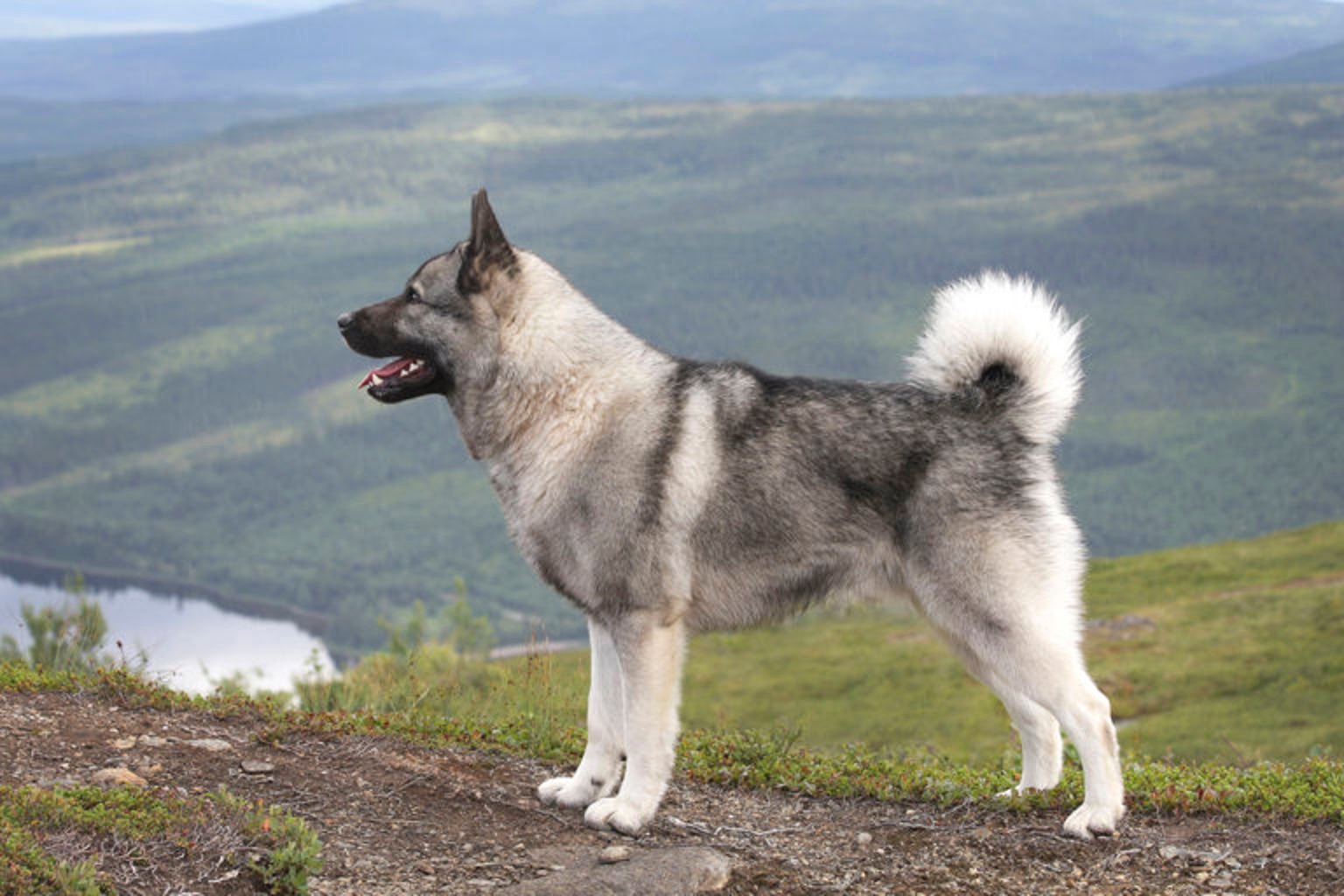Norsk älghund i vackert bergslandskap