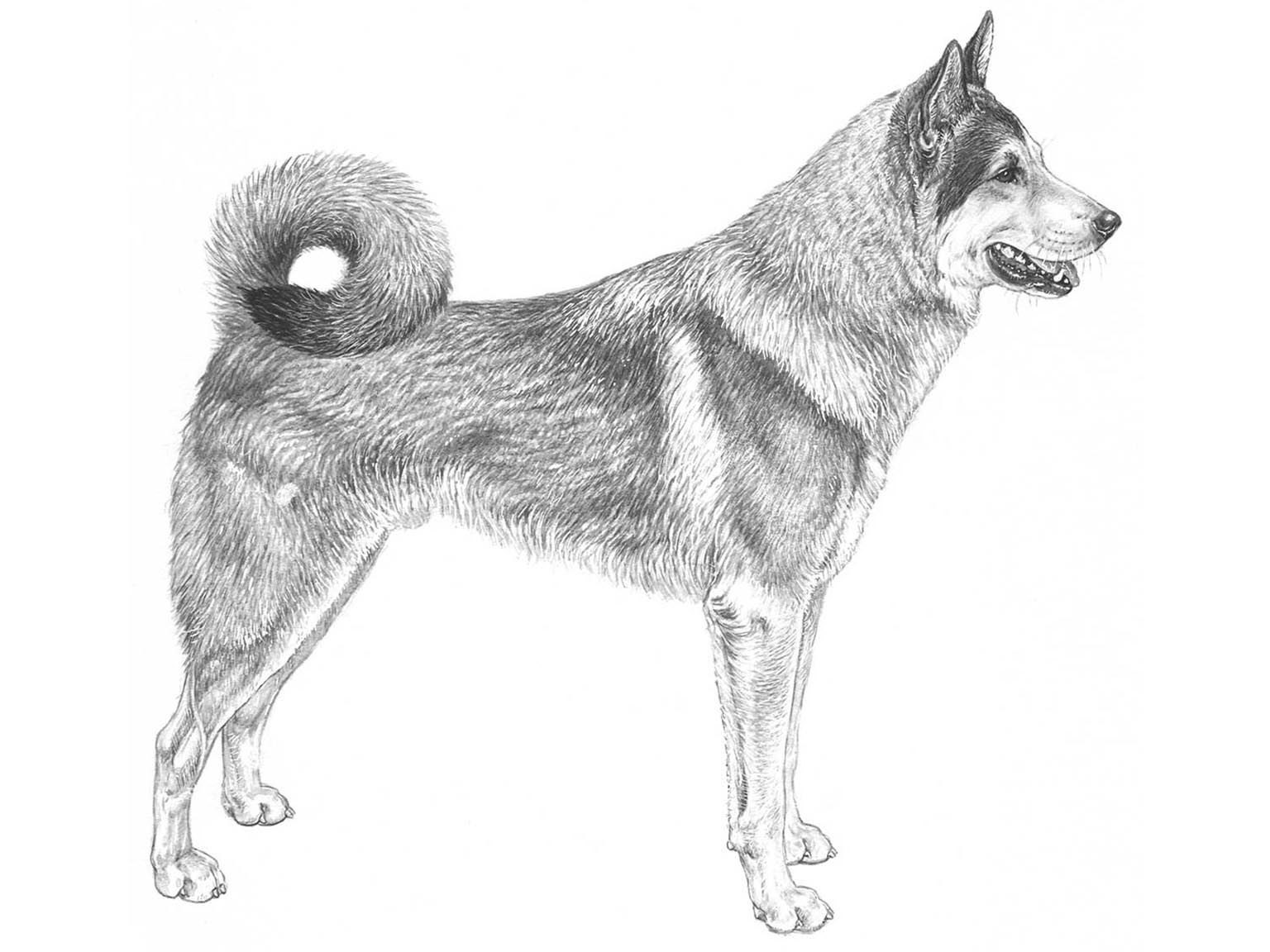 Illustration av hundrasen östsibirisk lajka