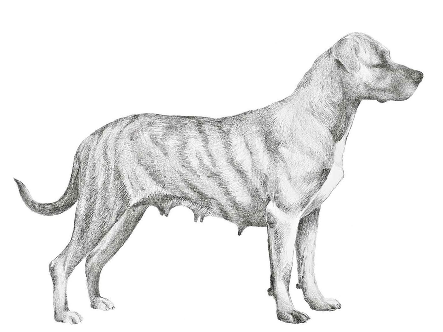 Illustration av hundrasen cimmarron uruguayo