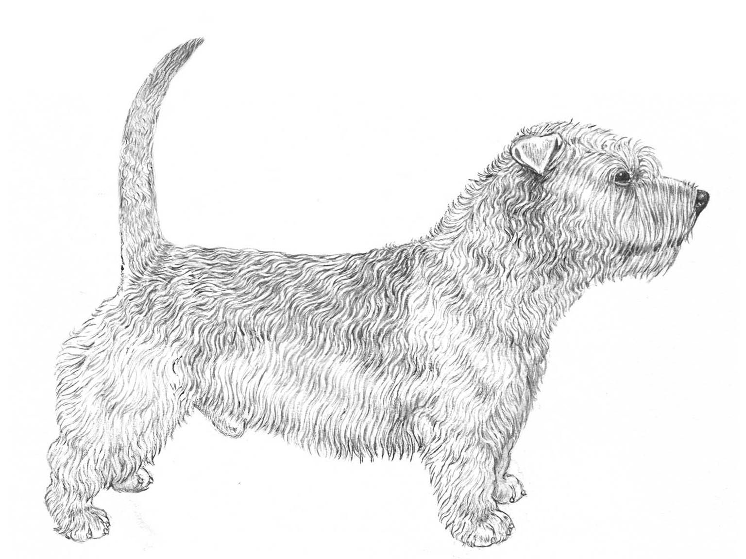 Illustration av hundrasen Irish glen of imaal terrier