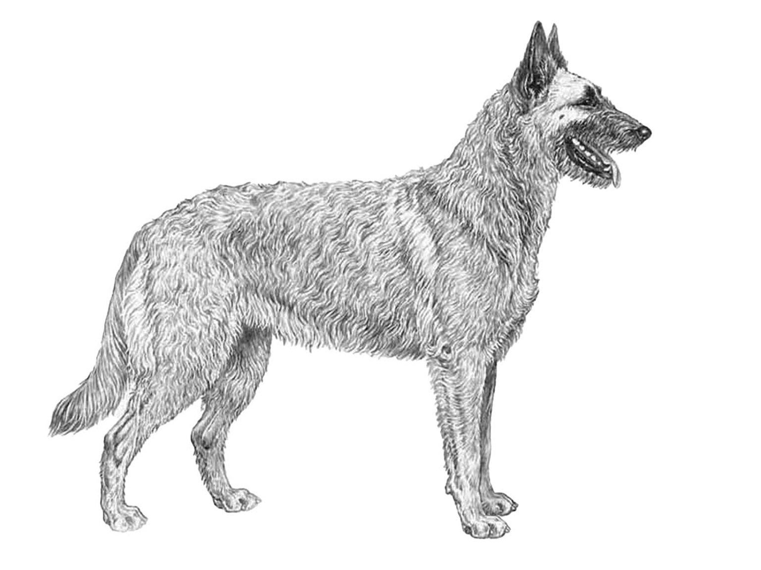 Illustration av hundrasen belgisk vallhund laekenois