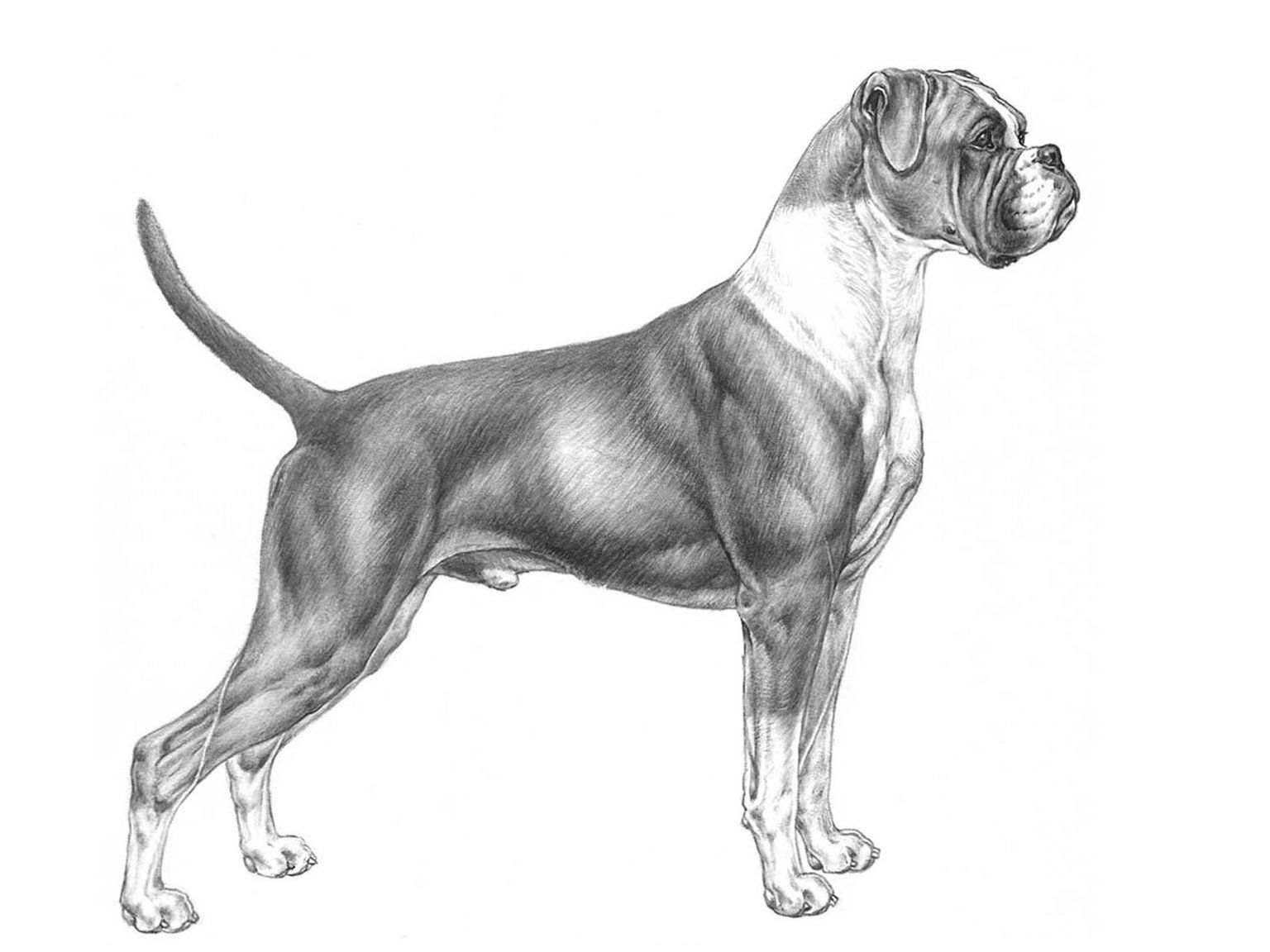 Illustration av hundrasen boxer