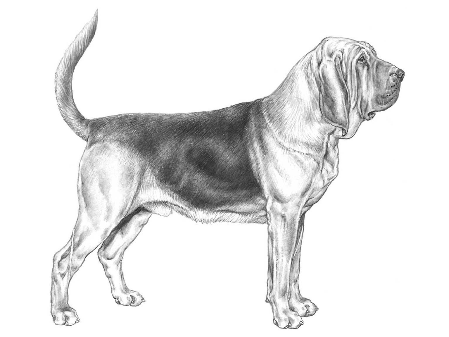 Illustration av hundrasen blodhund