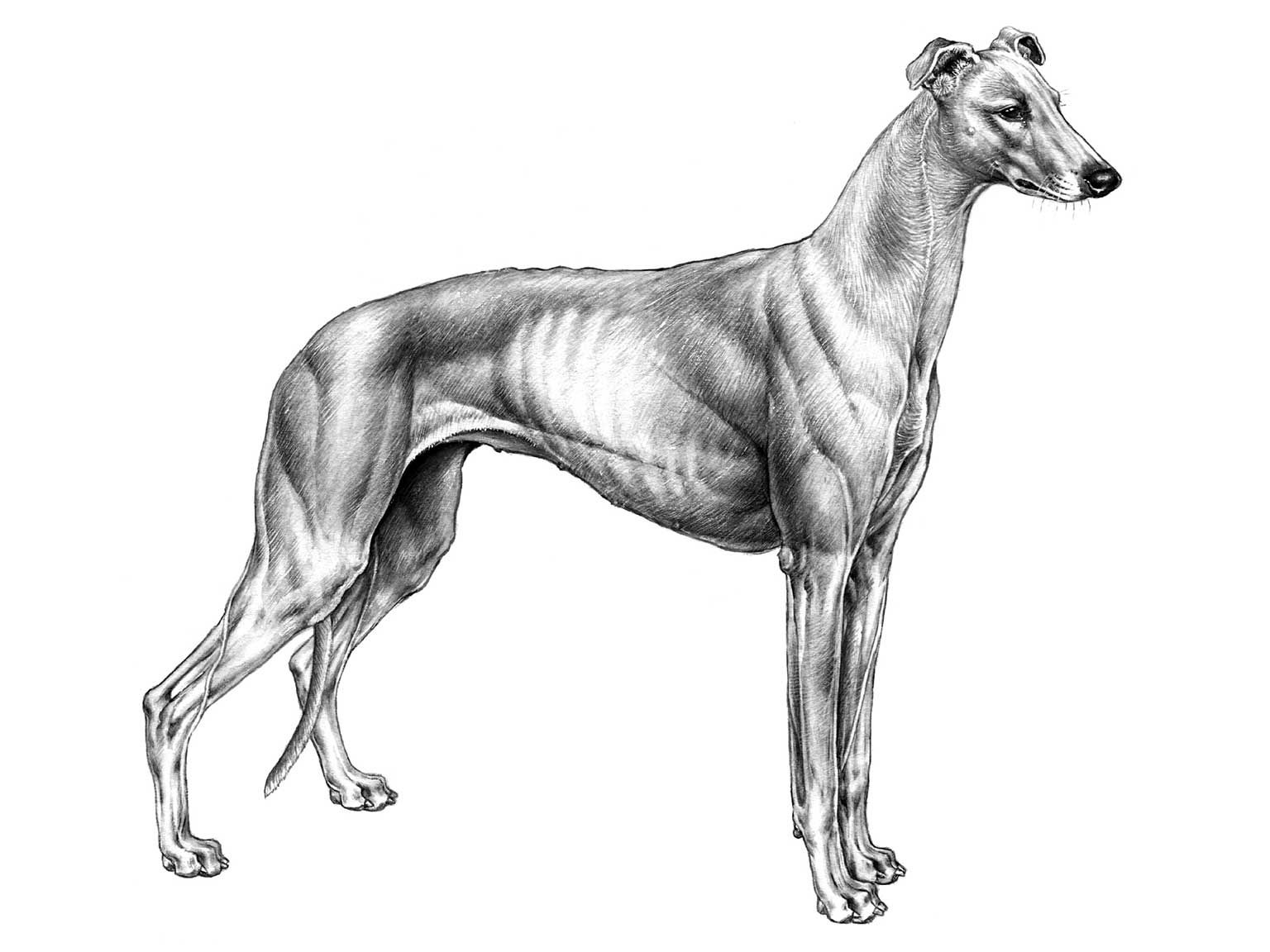 Illustration av hundrasen greyhound