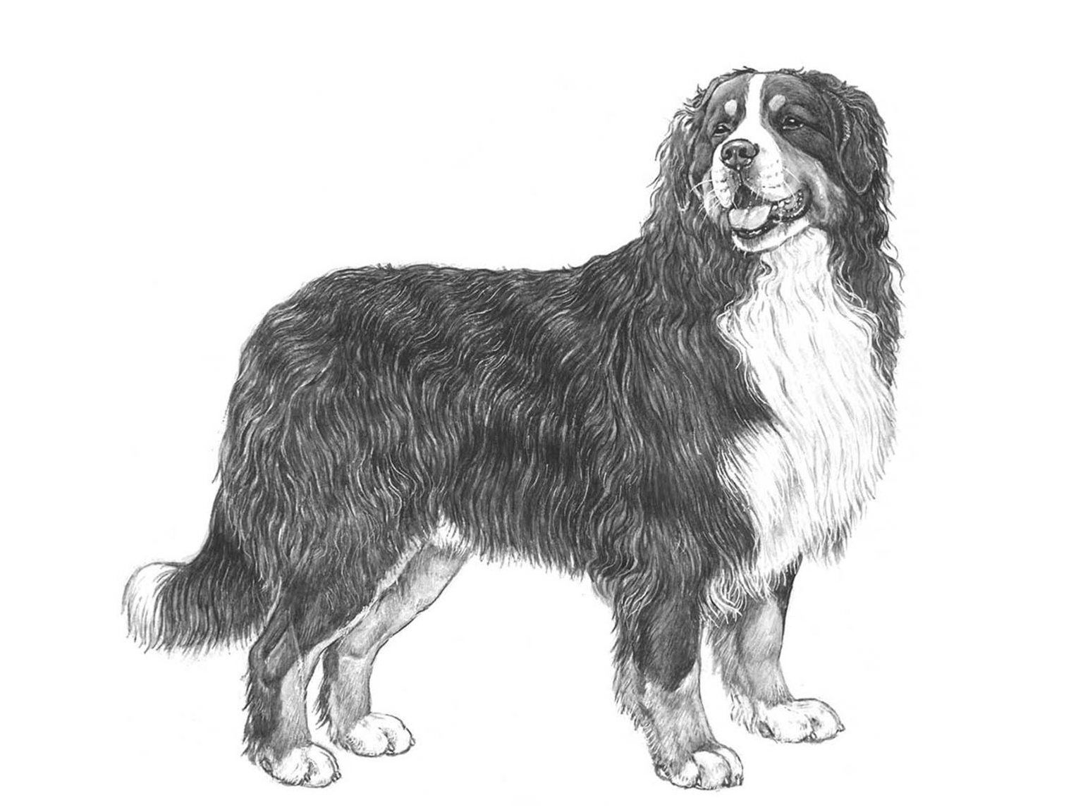 Illustration av hundrasen berner sennenhund