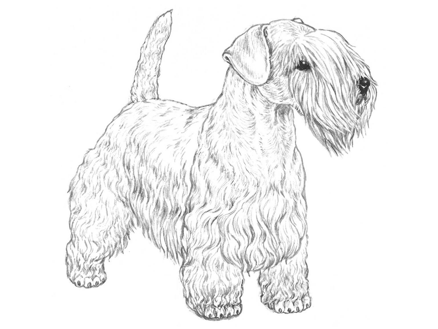 Illustration av hundrasen Sealyhamterrier