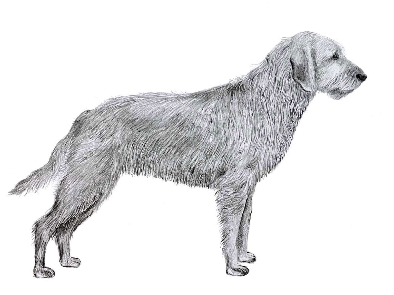 Illustration av hundrasen griffon fauve de bretagne
