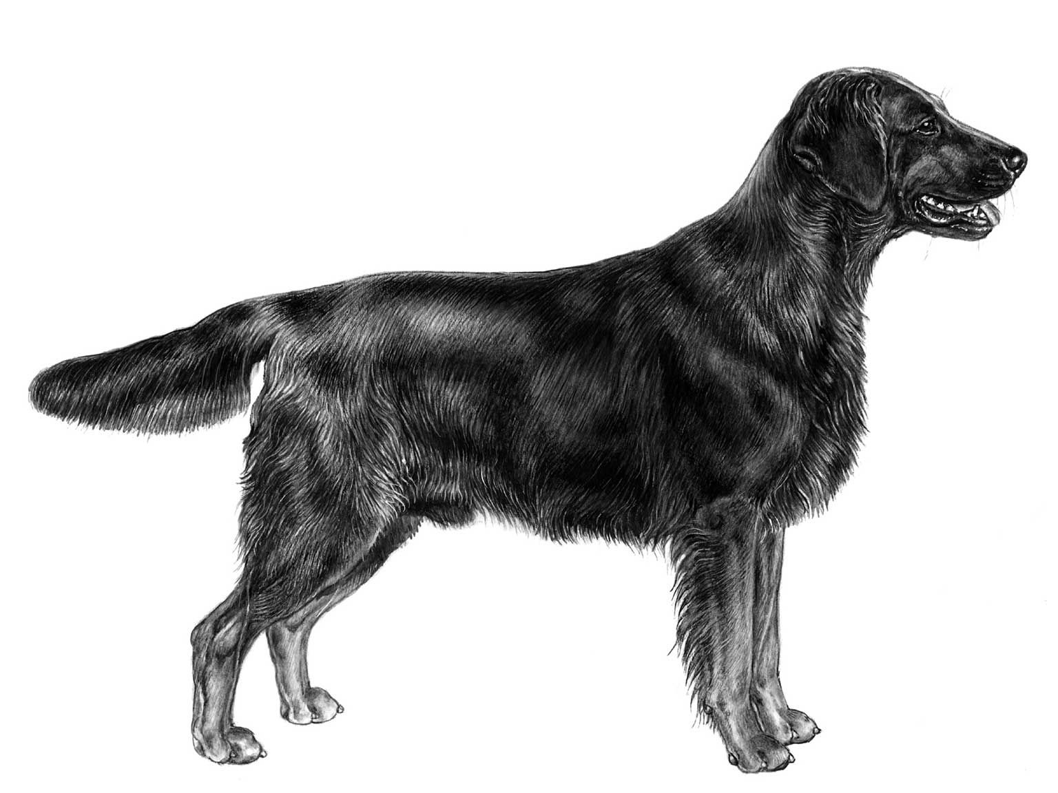 Illustration av hundrasen flatcoated retriever