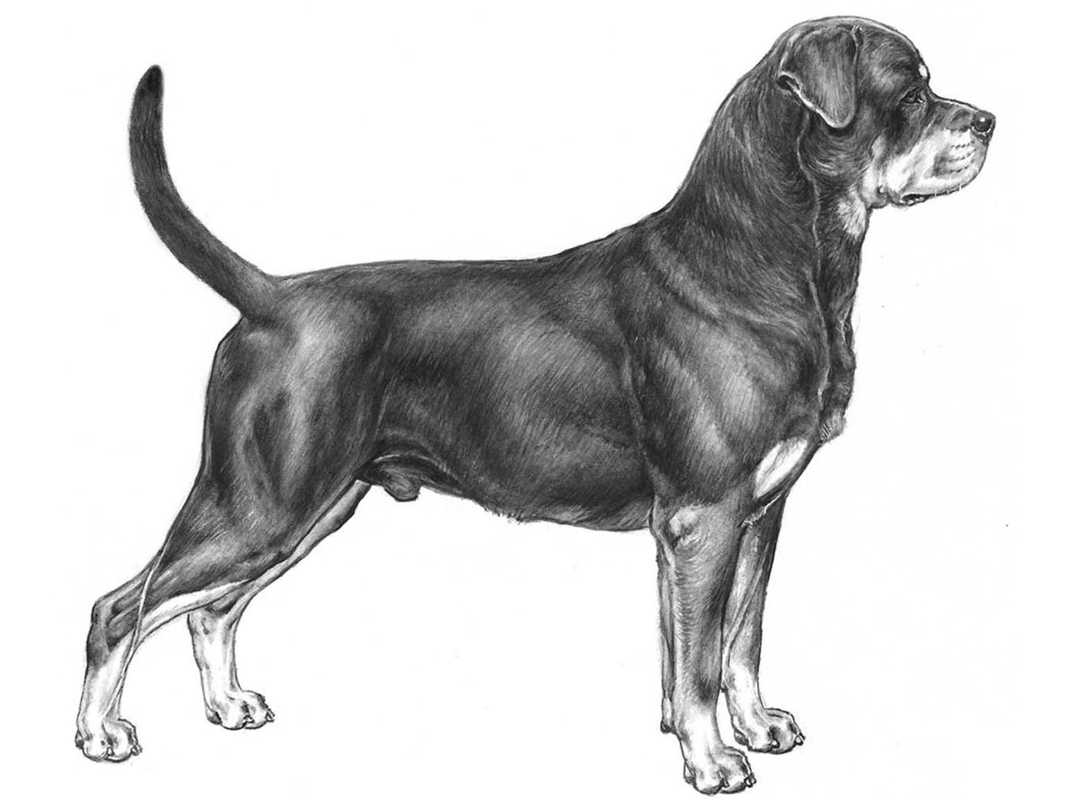Illustration av hundrasen rottweiler