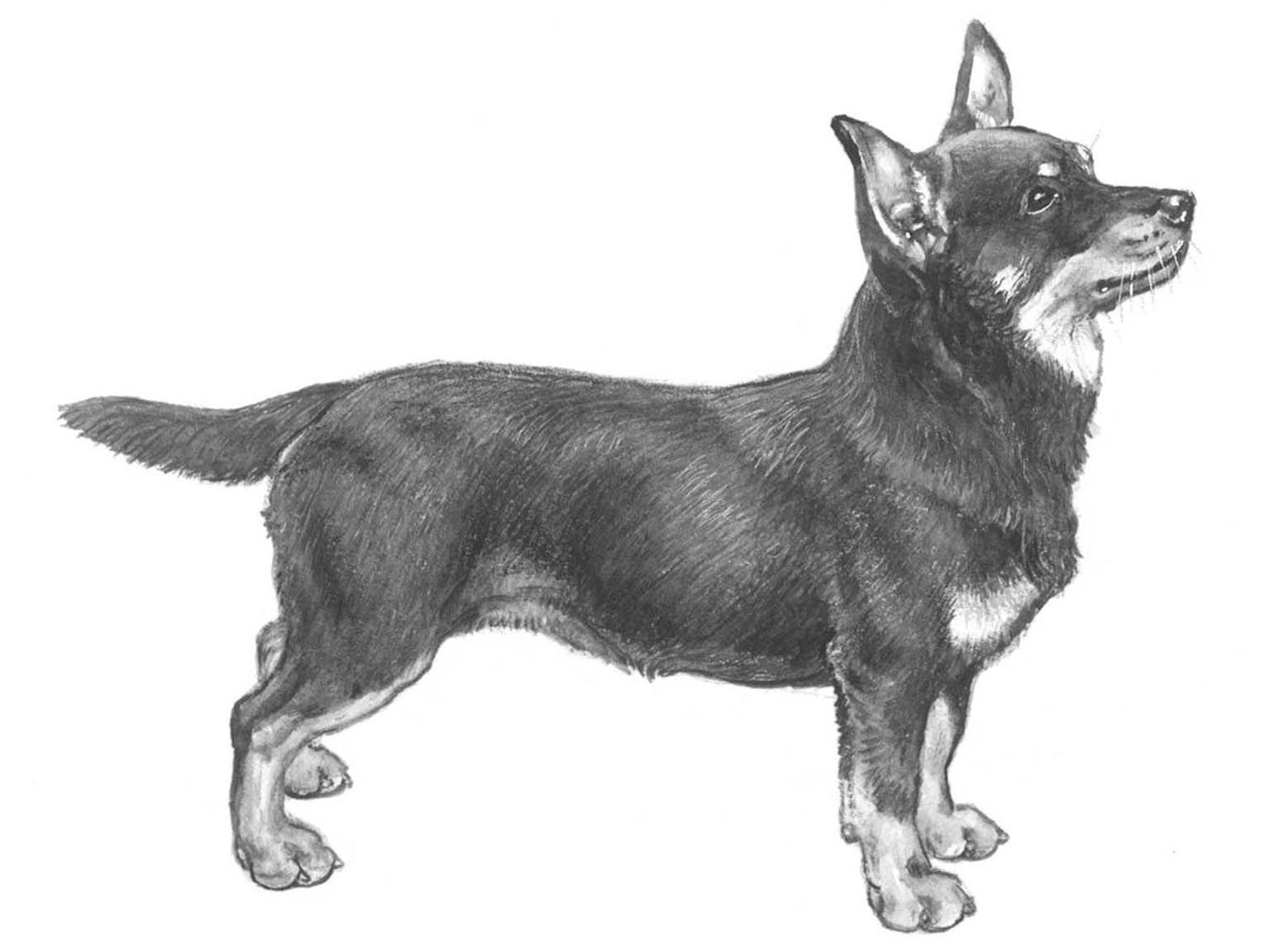 Illustration för hundrasen lancashire heeler