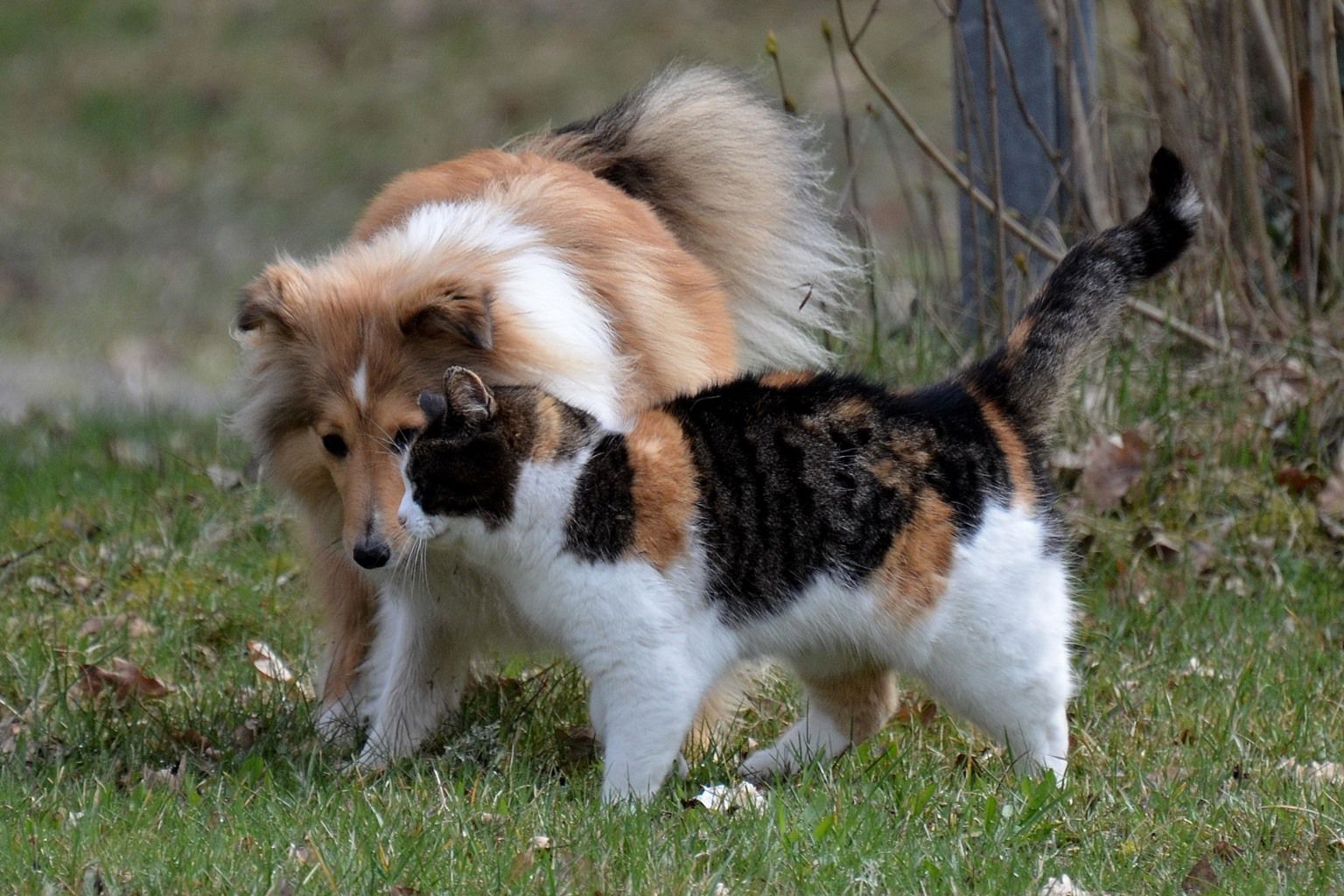 Katt och hund umgås utomhus