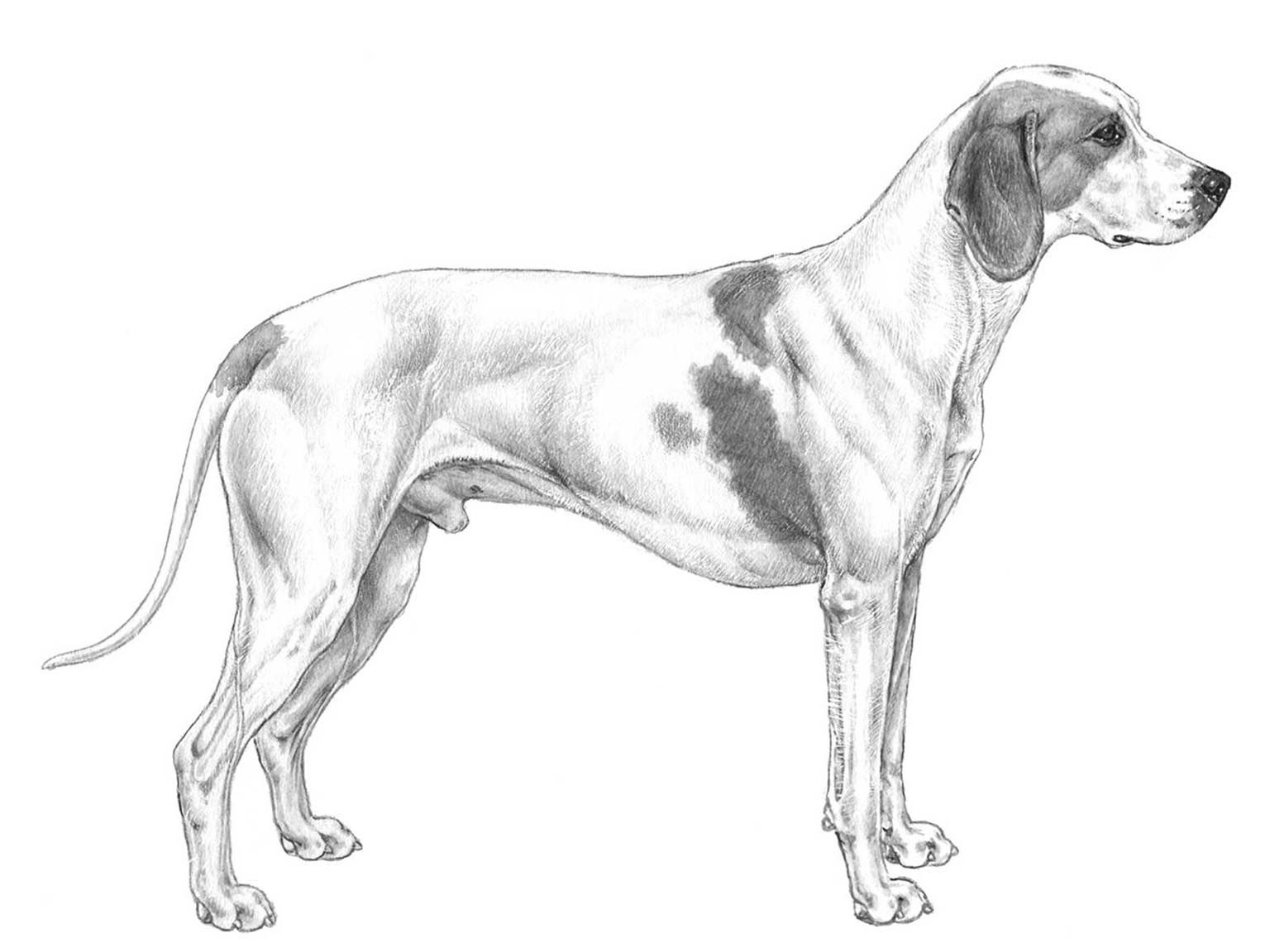 Illustration av hundrasen istarski kratkodlaki gonic