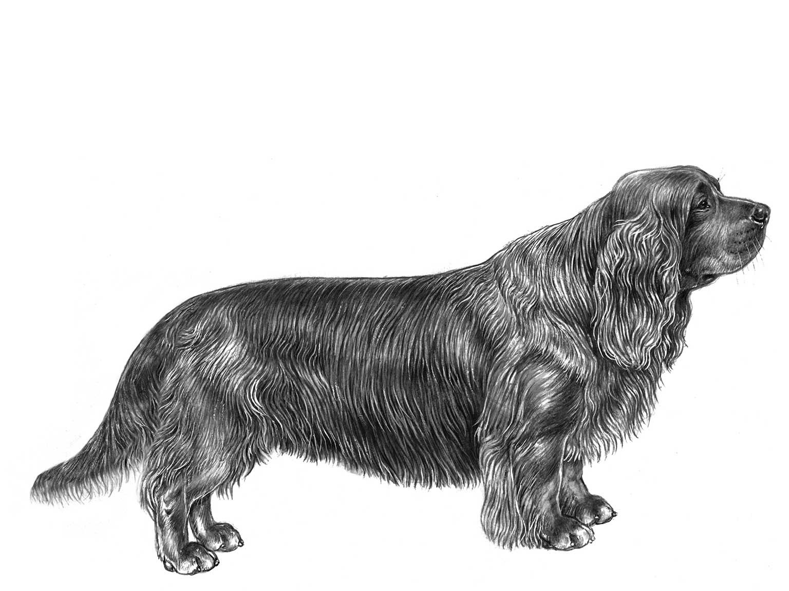 Illustration av hundrasen sussex spaniel