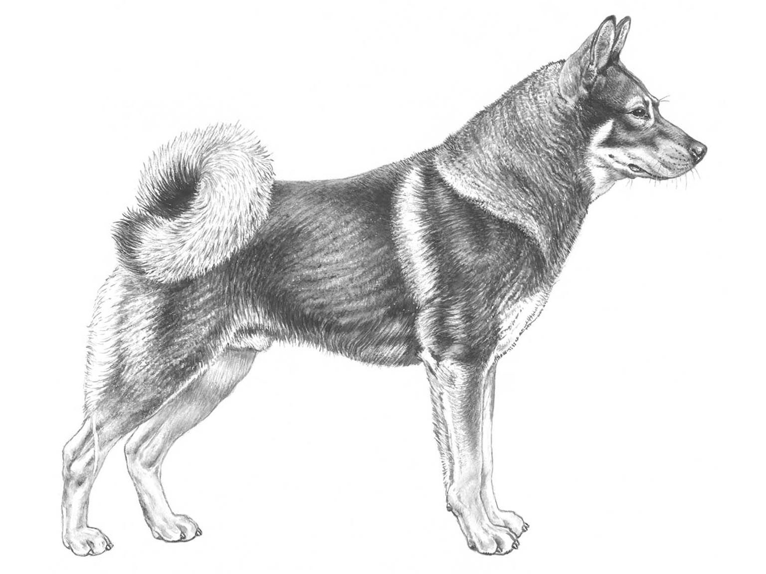 Illustration av hundrasen Jämthund